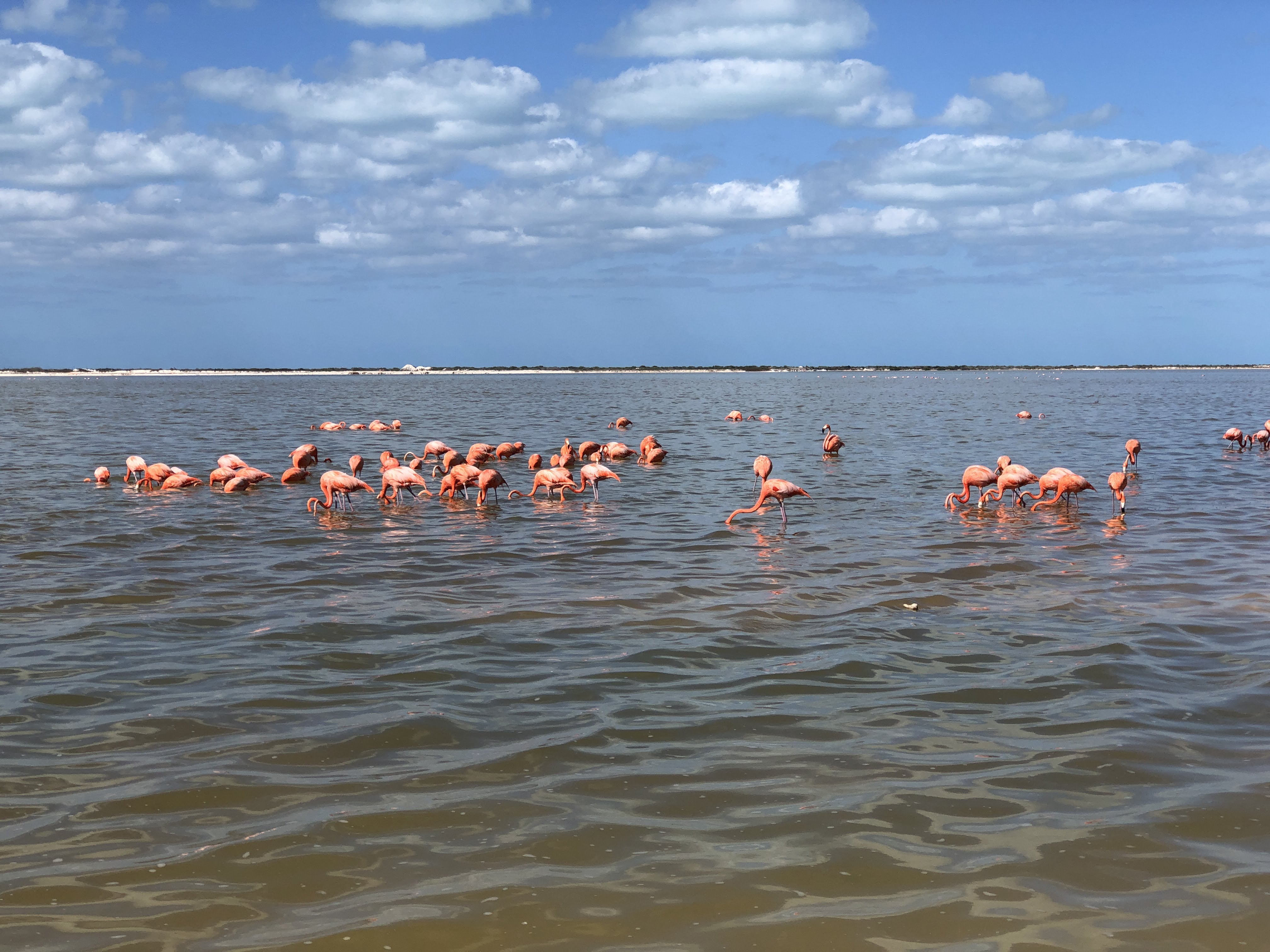 COLORADAS Y RIO LAGARTOS